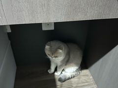 -爱洗澡的猫(望京店)