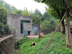 -都江堰中华大熊猫苑