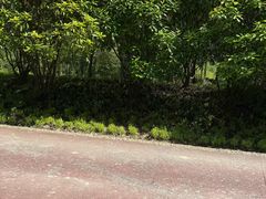 -合肥滨湖国家森林公园