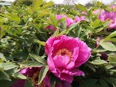 -洛阳市隋唐城遗址植物园
