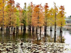 -白鹭湾湿地公园