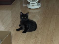 -瑞派宠物医院·犬猫全科·猫友好(宾水西道店)