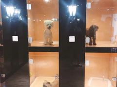 -Oh My Dog宠物沙龙(伊珊娜皮毛护理店)