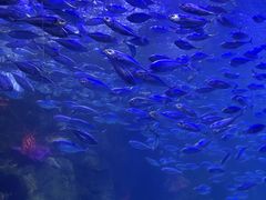 -太平洋海底世界