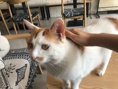 -平行世界·猫咖(首经贸店)