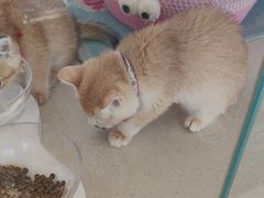 -糯米喵星人总部直营旗舰店·猫舍·幼猫出售