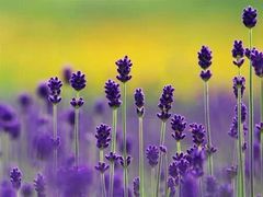 -德州小高糖炒栗子(十三局店)