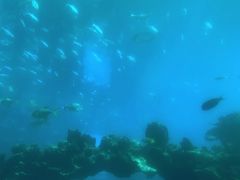 -海棠湾洲际-涛·海底餐厅·美人鱼·自助餐·海底隧道