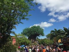 -奥兰多迪士尼动物王国乐园