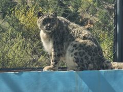 -青藏高原野生动物园