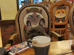 -more than meow吴止猫主题餐厅(承德 中船汇店)