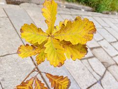 -香山公园