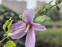 -木塔寺遗址生态公园