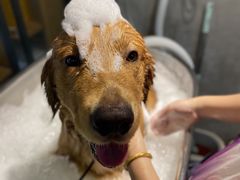 -PETKIT小佩宠物·低压洗护(国顺东路店)