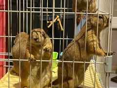 -猫色咖啡·猫咖