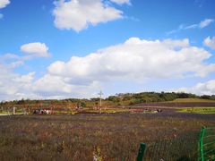 -莲花山花海