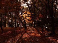 -上海共青森林公园