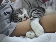 -纳吉亚猫专科动物诊疗中心(蒋宅口分院)