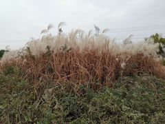 -九里河湿地公园