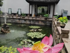 -上海醉白池公园