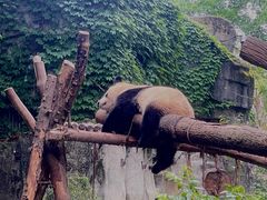 -成都大熊猫繁育研究基地