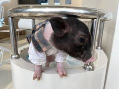 -怪兽屋·羊驼·猫咖·狗咖(俊华广场店)