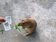 -合肥野生动物园