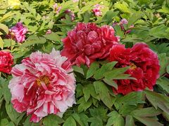 -莲花池公园