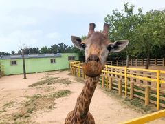 -西霞口神雕山野生动物世界