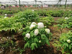 -神州牡丹园