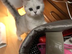 -猫大福·Fortune Cat猫舍(百子湾店)