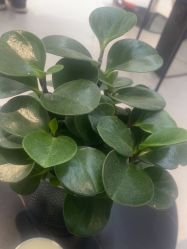 -木北造型