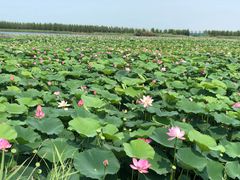 -呼兰河口湿地公园