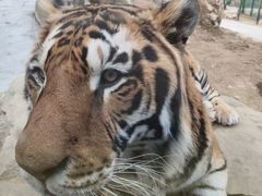 -栾川竹海野生动物园