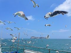 -海驴岛(荣成市)