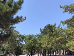 -吉野家(中关村3店)