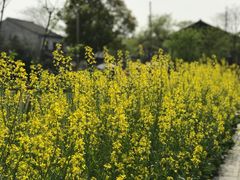 -田园东方蜜桃村的田野营地