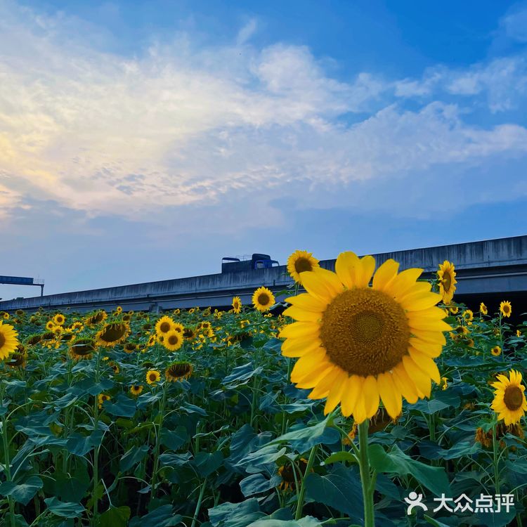 比姚明高的向日葵🌻花海