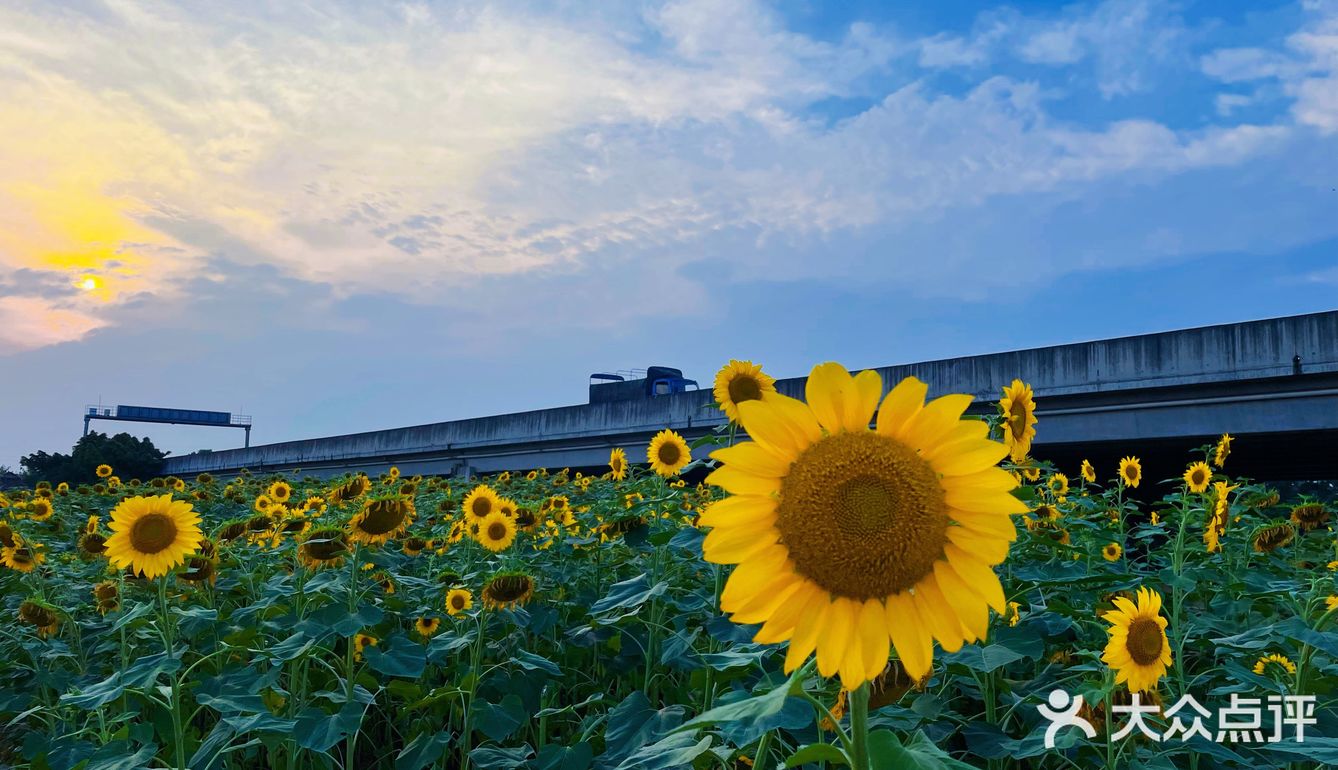 比姚明高的向日葵🌻花海