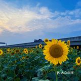 比姚明高的向日葵🌻花海
