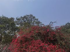 -中国科学院西双版纳热带植物园