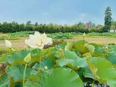 -池杉湖湿地公园