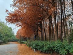 -上海海湾国家森林公园