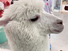 -Honey Bacca 哈尼芭卡高端萌宠(朝阳大悦城店)