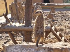 -石家庄市动物园