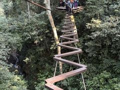 -西双版纳原始森林公园