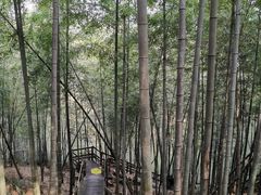 -宁波浙东大竹海景区