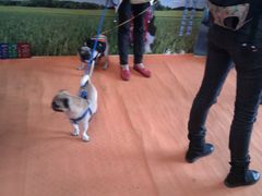 IMAG0666-东浩兰生上海世博展览馆