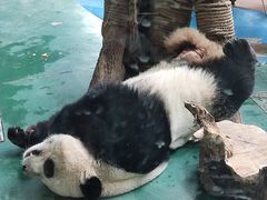-成都动物园