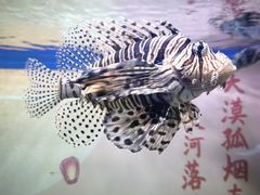 -烟台海昌鲸鲨海洋公园